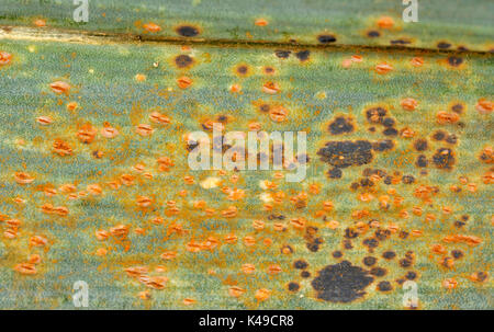 Leek rust a common fungal infection, scientific name Puccinia Allii, which affects the onion family of plants. Stock Photo