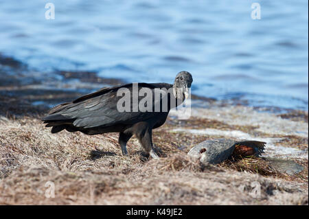 American Black Vulture Coragyps atratus feeding on washed up fish Florida USA Stock Photo