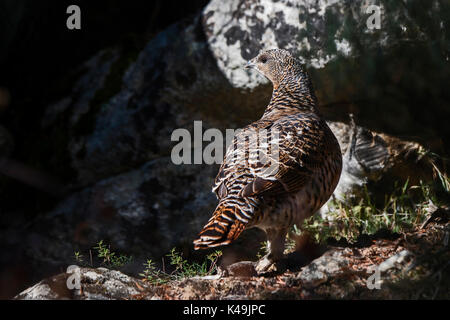 Western Capercaillie Tetrao urogallus female in captive breeding programme Spanish Pyrenees Stock Photo