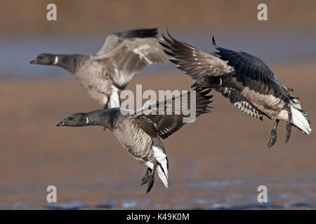 Dark-bellied Brent Geese Branta bernicla Brancaster Norfolk winter Stock Photo