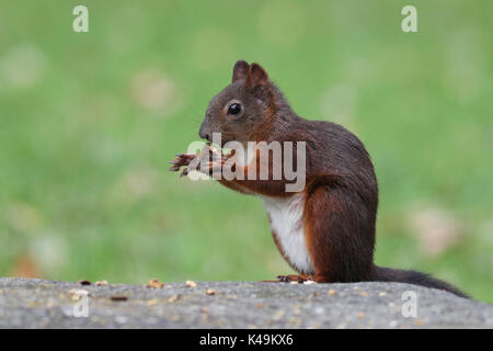 Cute red squirrel, Sciurus vulgaris, feeding on nuts on a granite rock Stock Photo