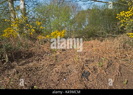 Common European Adder Vipera berus basking in early spring on heath North Norfolk Stock Photo