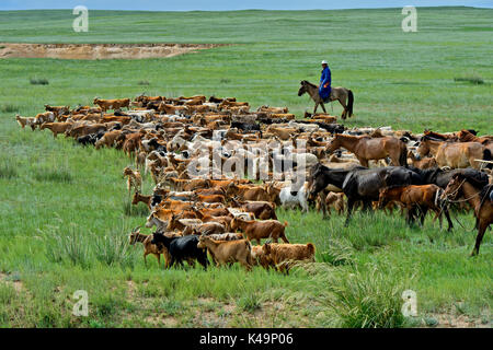 A Herd Of Kashmir Goats In The Mongolian Steppe, Dashinchilen, Bulgan Aimag, Mongolia Stock Photo