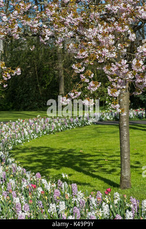 Spring Flower Display In Keukenhof Flower Gardens, Lisse, Netherlands Stock Photo