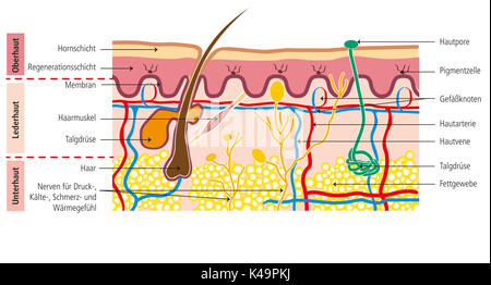 Structure of human skin Stock Photo - Alamy
