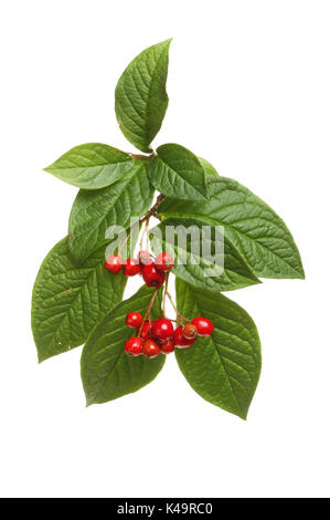 Cotoneaster green leaves and ripe red berries isolated against white Stock Photo