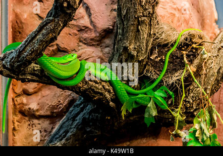 Western Green Mamba - Dendroaspis Viridis. Two Western Green Mambas (also known as the West African Green Mamba) rolling on a tree Stock Photo
