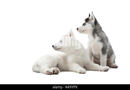 Siberian husky puppies like wolf with gray and white of fur. Stock Photo