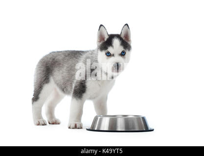 Carried puppy of siberian husky dog standing near silver plate. Stock Photo
