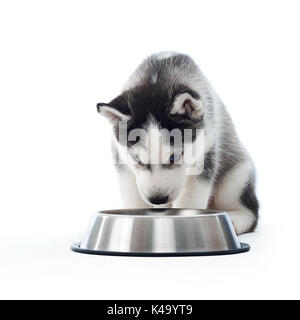 Puppy of gray siberian husky drinking water from silver plate. Stock Photo