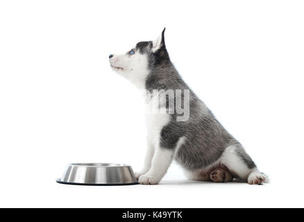 Gray carried puppy of siberian husky dog standing against plate. Stock Photo