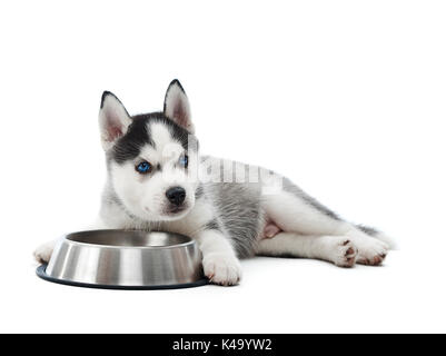 Carried puppy of siberian husky dog lying against plate. Stock Photo