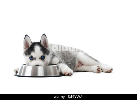 Puppy siberian husky dog lying by mouth in big plate. Stock Photo