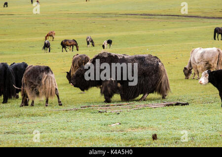 Typical mongolian landscape and steppe with yaks and yurt Stock Photo ...