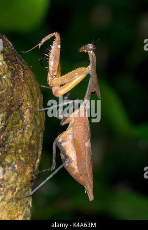 Dead Leaf Mantis, Deroplatys lobata, climbing on branch stem, brown, camouflaged Stock Photo