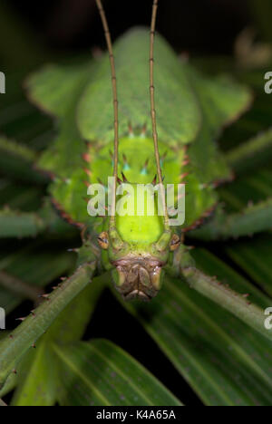 Jungle Nymph, Heteropteryx Dilatata, stick insect, green, camouflaged, Phasmid Stock Photo