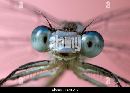 Common Blue Damselfly, Enallaatma cyathigerum, male close up showing compound eyes and jaw Stock Photo