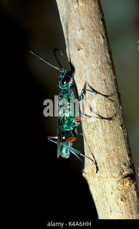 Emerald Cockroach Wasp or Jewel Wasp, Ampulex compressa, Asia, solitary, unusual reproductive behavior, involves disabling a live cockroach and using  Stock Photo