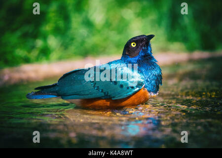 The Superb Starling (Lamprotornis superbus), also known as Spreo superbus taking a bath. Stock Photo