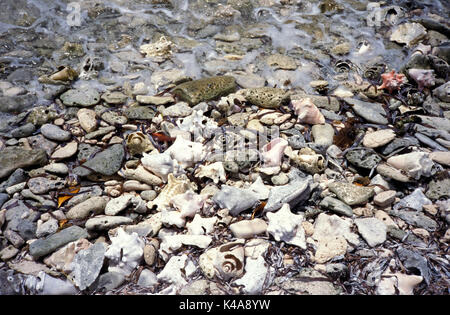 Conch Shells on beach, Los Roques, Venezuela, collected by fisherman, tourism trade, Stock Photo