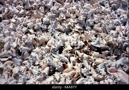 Conch Shells on beach, Los Roques, Venezuela, collected by fisherman, tourism trade, Stock Photo