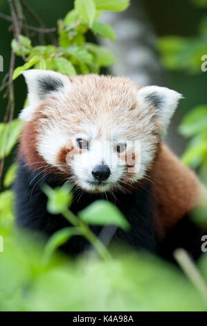 Red Panda, Ailurus fulgens, Captive, China, lesser panda and red cat-bear, is a small arboreal mammal native to the eastern Himalayas and southwestern Stock Photo