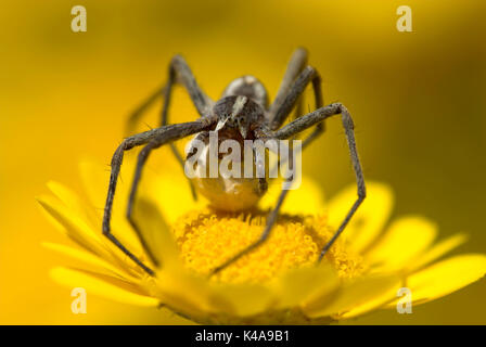 Wolf Spider, Pisaura mirabilis, female, carrying silk ball with eggs inside, yellow flower, hunting, nurturing, caring