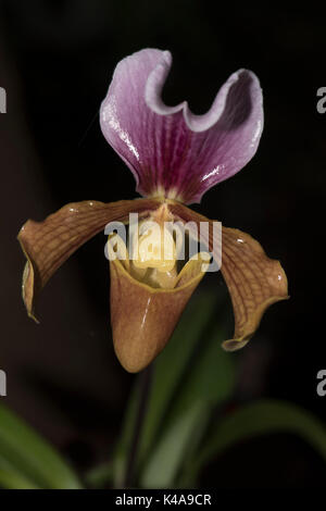 Slipper Orchid, paphiopedilum gratrixianum x charlesworthii, Vietnam & Laos, cultivated Stock Photo