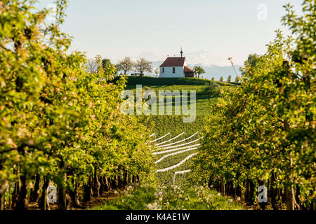 Apple plantation, orchard, Antonius chapel in Selmnau near Wasserburg on Lake Constance, in the back the Swiss Alps, Allgaeu Stock Photo