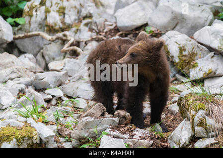 Brown bear (Ursus arctos), young animal in the forest, Notranjska, Slovenia Stock Photo