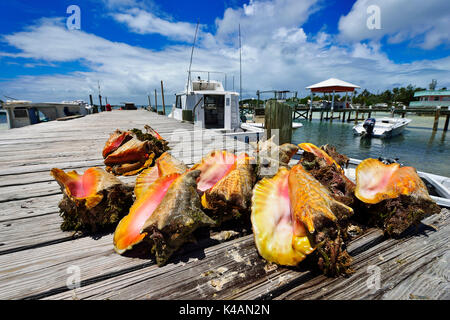 Strombus, Guana Cay, Abacos Islands, Bahamas Stock Photo
