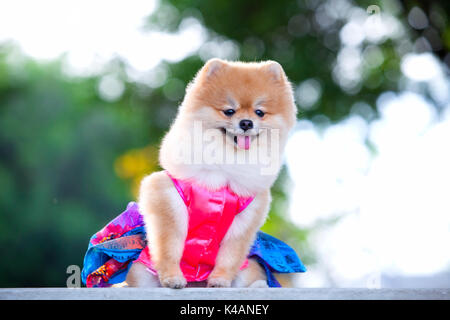 A beautiful little full body of a Pomeranian dog with cute expression in the face standing and watching other dogs in the park outdoors Stock Photo