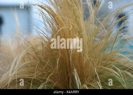 CHIONOCHLOA rubra - Commonly known as Red tussock grass - Italy Stock Photo