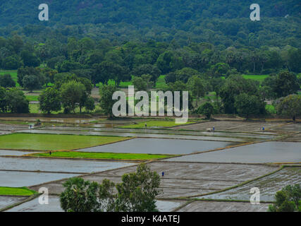 Aerial view of rice field in Mekong Delta, Vietnam. The Mekong delta region encompasses a large portion of southwestern Vietnam of over 40,500 square  Stock Photo