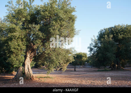 thousand-year old Olive tree in Conversano, near Monopoli, apulia Italy Stock Photo