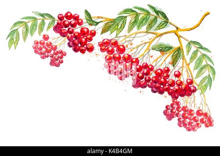 Vector composition with rowanberry branch Stock Vector