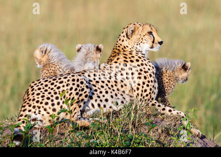 Cheetah with cubs lying on the African savanna