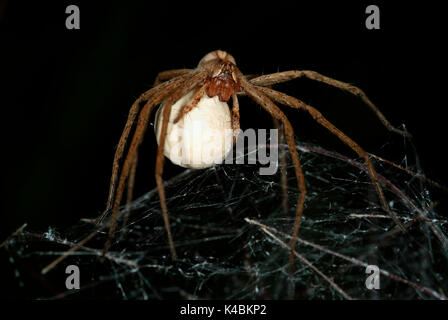 Hunting Spider, Pisaura mirabilis, Wolf spider, female carrying egg sac, silk ball, on nursery web, Provence, mother, nurturing, caring Stock Photo