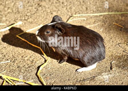 Black And White Short Hair Guinea Pig Baby In The Gras Stock Photo