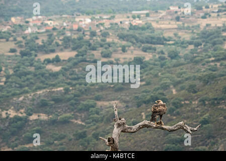 Golden Eagle Aquila chrysaetos Arribes del Duerro Spain June Stock Photo