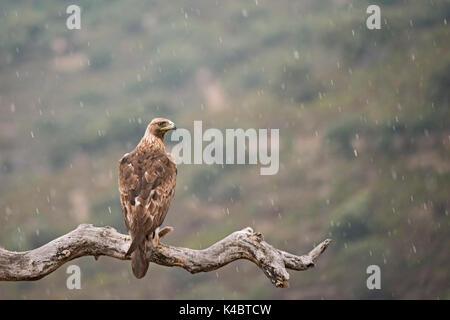 Golden Eagle Aquila chrysaetos in rain Arribes del Duerro Spain June Stock Photo
