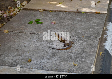 Small lizard that takes the sun on a low wall in the city Stock Photo