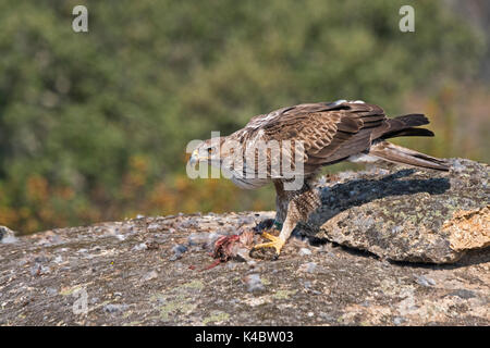 Bonelli’s Eagle  Aquila fasciata male in Arribes del Duero Natural Park (Parque Natural de Arribes del Duero) Spain June Stock Photo