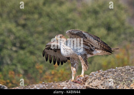 Bonelli’s Eagle  Aquila fasciata male in Arribes del Duero Natural Park (Parque Natural de Arribes del Duero) Spain June Stock Photo