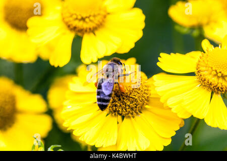 Honey bee on close up flower, Helenium 'Kugelsonne', Sneezeweed Stock Photo