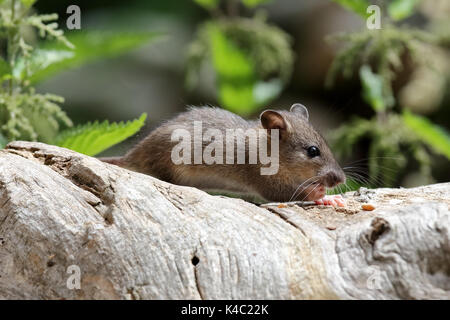 Housemaus On Forage Search Stock Photo