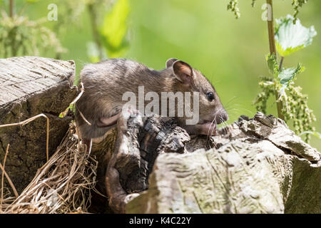 Housemaus On Forage Search Stock Photo