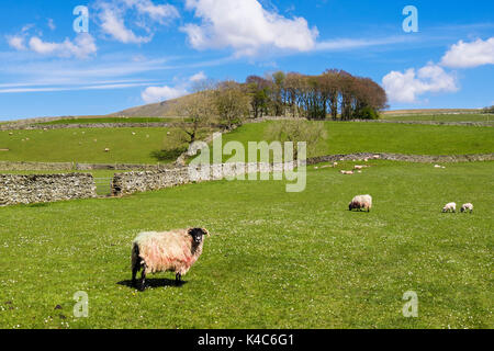 Scottish Blackface sheep with lambs on hillside field in spring. Horton-in-Ribblesdale, Yorkshire Dales National Park, North Yorkshire, England, UK Stock Photo