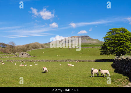 Pennine countryside below Pen-y-ghent fell with sheep and lambs grazing Horton-in-Ribblesdale Yorkshire Dales National Park North Yorkshire England UK Stock Photo
