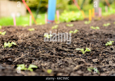 Hydroponic vegetable farm, Agriculture and food concept. (Growing green oak lettuce salad) Stock Photo